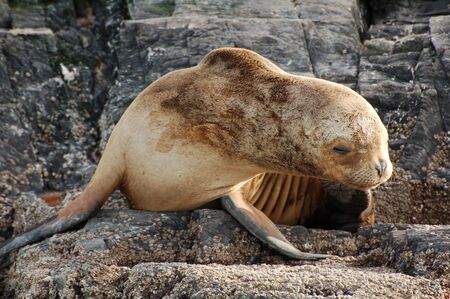 Fur Seal Rookery on the seashoreの写真素材