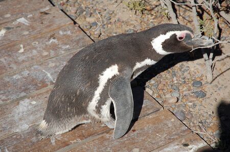 Penguins play on the edge of the earthの写真素材