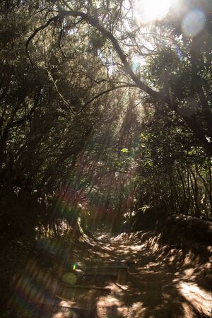 Canary Islands. Tenerife. Anaga is an enchanted forest after rain. The lights of a sun.の写真素材