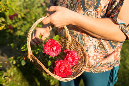 A bouquet of roses. The woman cuts the roses and puts them in a wicker basket. Women's hands.の写真素材