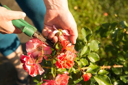 Care for roses during flowering. The woman cuts off the flowers that have bloomed. Women's hands.