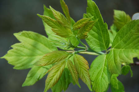 A young green leaf. Everything starts to grow in early spring.