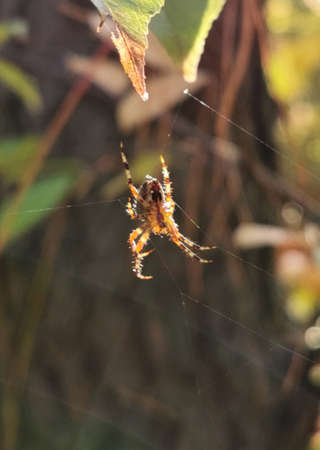 Walk in the autumn forest. A spider in a web is waiting for prey.