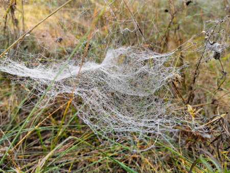 Walk in the autumn forest. Drops of Ross on the web.