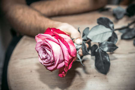 Love stories. A rose given by a man in love.の写真素材