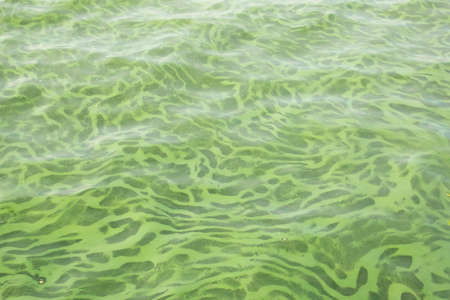 Green background. By the end of July, the water in rivers and lakes turns green. Water surface.の写真素材