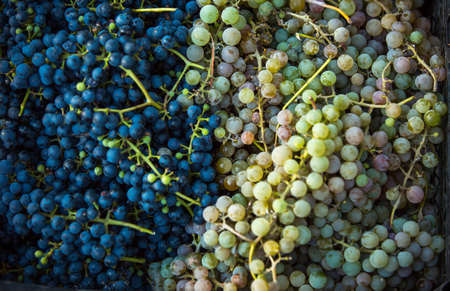 Grape harvest. Bunches of dark and light freshly harvested grapes. Autumn is the time for grape harvest and winemaking.の写真素材
