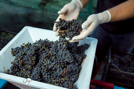 Wine harvest. The winemaker puts the collected bunches into a hand crusher. Autumn is the time of grape harvest and wine making.の写真素材