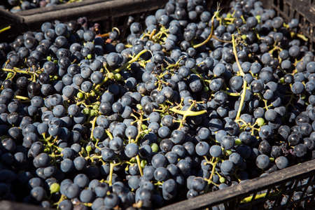 Grape harvest. Wine grapes are collected in boxes. Autumn is the time of grape harvest and wine making.の写真素材