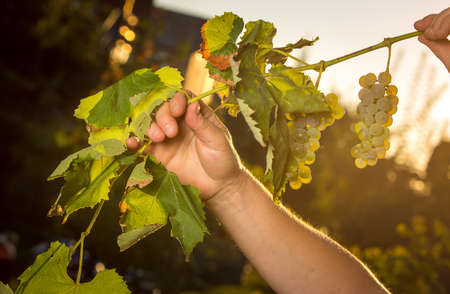 Wine harvest. Bunches of white grapes in the rays of the setting sun. Women's hands tend to the...