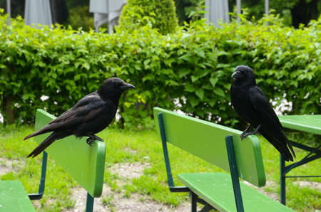Ravens in the English Park in Munich. The park is the largest park area in Munich.の写真素材