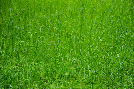 Grass. Green background of fresh juicy meadow grass.の写真素材