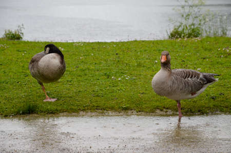 Birds in the park of the Nymphenburg Palace in clear day. Munich. Bavaria. Germanyの写真素材