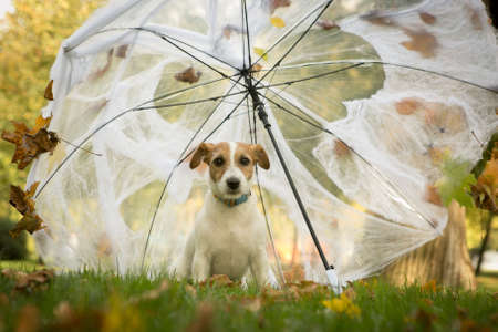 Halloween. Russell Terrier under an umbrella with cobwebs and spiders.の写真素材