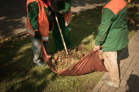 Autumn work in the park. Cleaning of fallen leaves. The workers collect leaves in heaps and prepare...