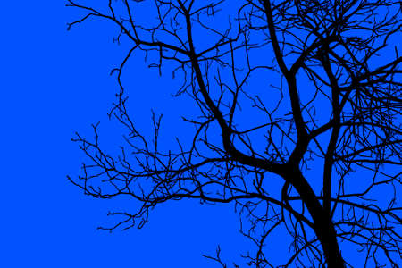 Silhouette of a tree branch on a blue background. Isolate.の写真素材