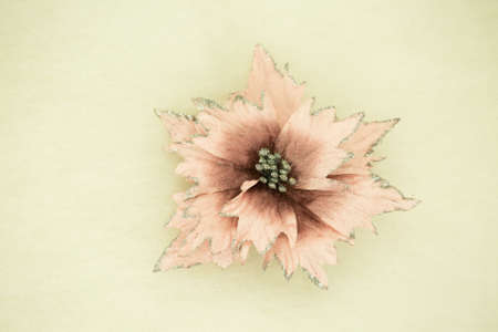 Christmas flowers. Pink Christmas flower on a white background. Isolate.