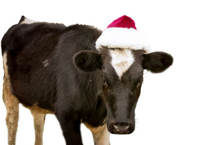 The bull is the symbol of 2021 wearing a Santa Claus hat. Natural shooting. Isolate. New year or christmas animals concept. Cow in Santa Claus hat.の写真素材