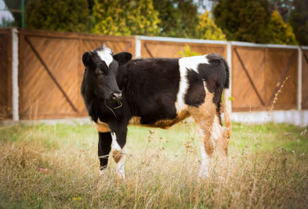 The bull is the symbol of 2021. Natural shooting. Calf in the field. New year or christmas animals...
