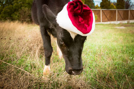 The bull is the symbol of 2021 wearing a Santa Claus hat. Natural shooting. Calf in the field. New year or christmas animals concept. Cow in Santa Claus hat.の写真素材