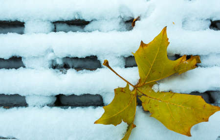 First snow. Late fall. Autumn yellow leaves in the snow.