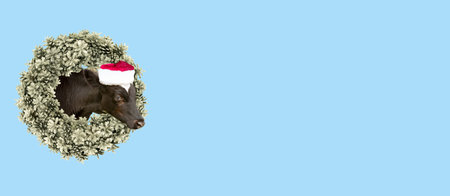 New Year and Christmas card. A calf wearing a Santa Claus hat peeks out of a traditional Christmas wreath of fir cones.の写真素材