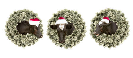 Christmas card. Calves wearing a Santa Claus hat peek out of a traditional Christmas wreath of fir cones.の写真素材