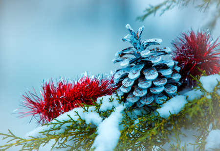 First snow. Late fall. New Year's spruce cone on a snow-covered branch of a juniper. Selective focus.の写真素材