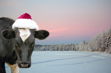 The bull wearing a Santa Claus hat. Natural shooting. Calf on the background of a winter landscape. New year or christmas animals concept. Cow in Santa Claus hat.の写真素材