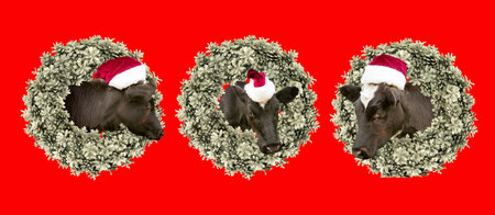 New Year and Christmas card. A calf wearing a Santa Claus hat peeks out of a traditional Christmas wreath of fir cones.の写真素材
