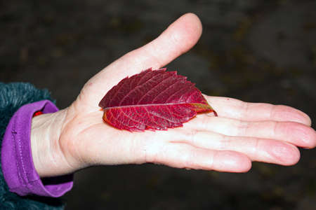 The last autumn kiss. Red autumn leaf in the form of lips on a woman's hand. Late autumn.