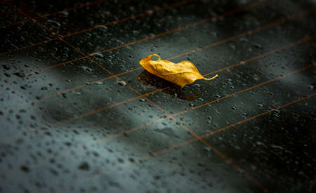 Late fall. Rain. Yellow autumn leaf on black wet asphalt.の写真素材