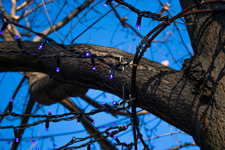 Municipal service decorate street lamp for celebration of Christmas and New Year. The tree branches...