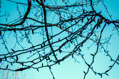 Municipal service decorate street lamp for celebration of Christmas and New Year. The tree branches are decorated with glowing Christmas garlands.の写真素材