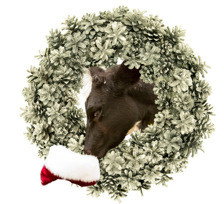 New Year and Christmas card. A calf wearing a Santa Claus hat peeks out of a traditional Christmas wreath of fir cones. Isolate.の写真素材