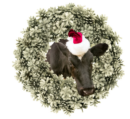 New Year and Christmas card. A calf wearing a Santa Claus hat peeks out of a traditional Christmas wreath of fir cones. Isolate.の写真素材