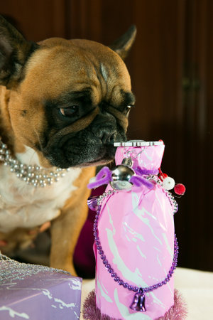 Dogs want a party too. French Bulldog and New Year's gifts. Emotion and humor concept.の写真素材