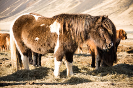 Icelandic horses in the field of scenic nature landscape of Iceland. The Icelandic horse is a breed of horse locally developed in Iceland as Icelandic law prevents horses from being imported.の写真素材