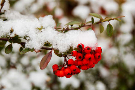 Winter. A bunch of bright red mountain ash covered with snow.