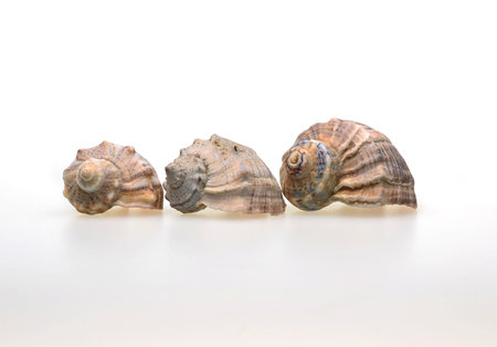 Seashells on a white background. An article about seashells. Vacation at the sea. Shopping by the...