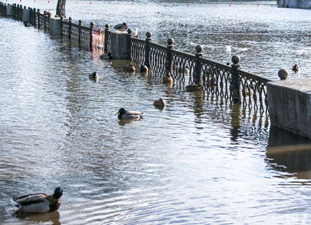 Spring. The snow melts, the water level in rivers and lakes rises. Flooding in the park. Ducks swim along the footpaths.の写真素材
