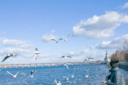 Woman feeding ducks and seagulls on the waterfront in the city. In winter, the birds are hungry.の写真素材