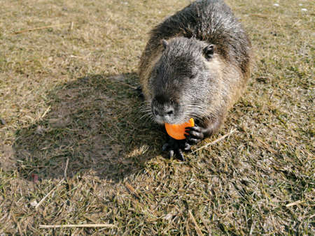 Nutria or myocastor coypus, also known as nutria. It is a large herbivore that lives on the banks of rivers, feeding on roots and tubers that it finds in the surrounding areas.の写真素材