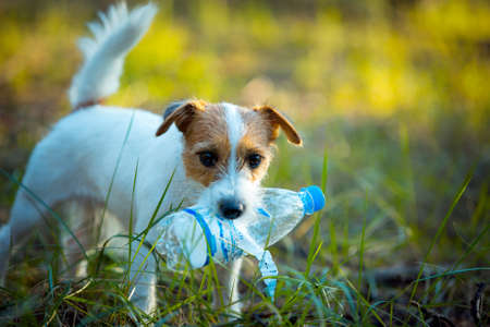 Cute happy jack russell terrier pet dog puppy listening in the grass. Spring, summer walking concept.の写真素材