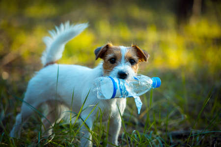 Cute happy jack russell terrier pet dog puppy listening in the grass. Spring, summer walking...