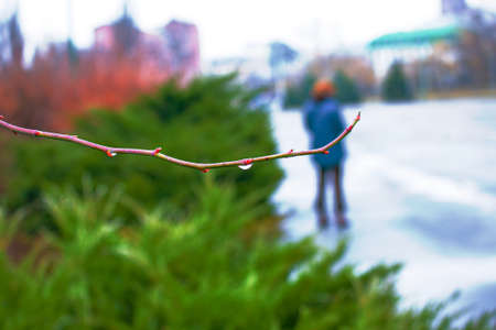 Rain drops and fog build up on the branches. Posting closeup cameraの写真素材