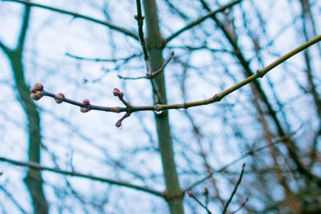 Rain drops and fog build up on the branches. Posting closeup cameraの写真素材