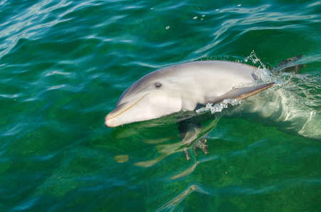Dolphin in sea water. Dolphin portrait in wildlife.の写真素材