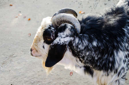 Close up portrait of goat. Concepts of beauty domestic animals. Expressive, original look of goat. Natural lights. Symbol of the 2027 year in the Chineseの素材 [FY310166978780]