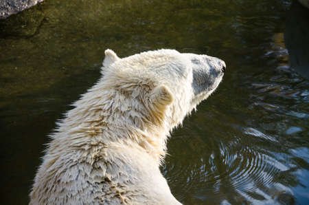 Polar bear near the reservoir. The animal is poorly adapted to warm weather.の写真素材